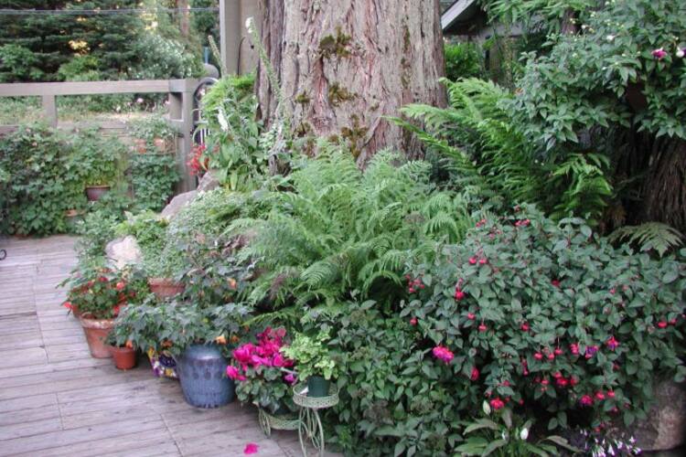 Garden Grill Guerneville Guerneville